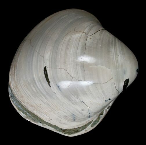 Polished Fossil Clam - Large Size #5264